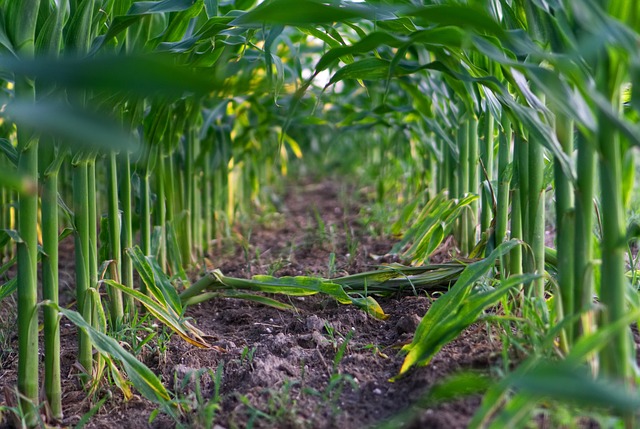 Poznaj i Wyprzedź Zagrożenia w Zbóż