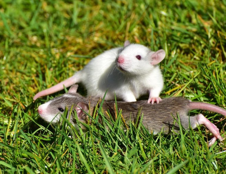 Deratyzacja - jak skutecznie pozbyć się szczurów i myszy?