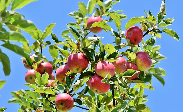 Jak przechowywać jabłka, by zachować ich świeżość na dłużej? odpowiedź w fruitsmart